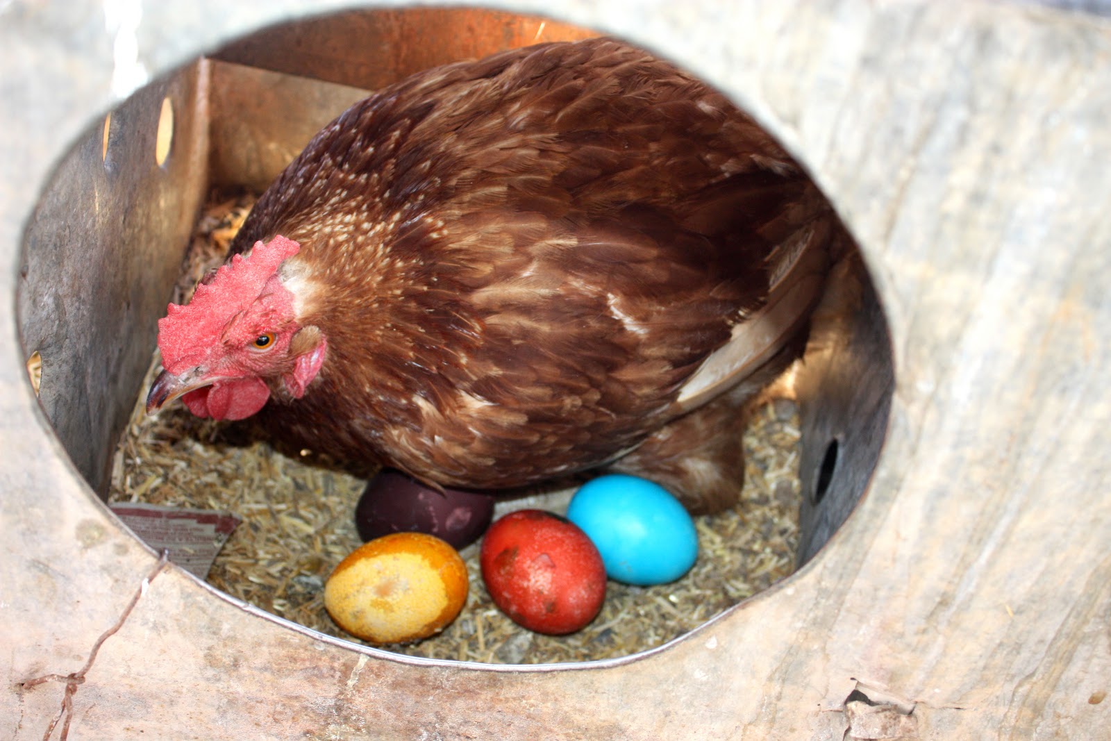 HERMOSILLO INSOLITO GALLINA PONE HUEVOS DE COLOR