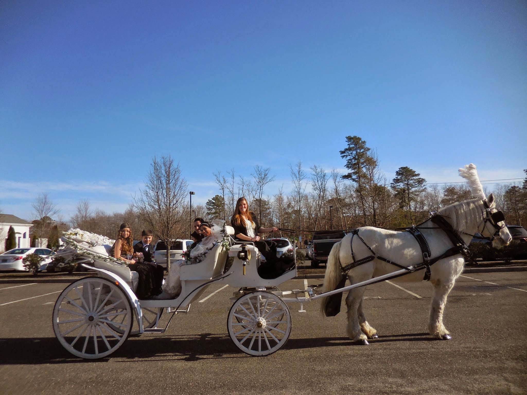 Dream Horse Carriage Company White Horse and Cinderella Carriage for