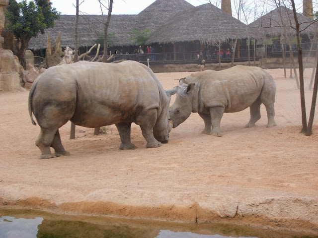 Bioparc Valencia, diciembre 2008 - Paseos Fotográficos Valencia