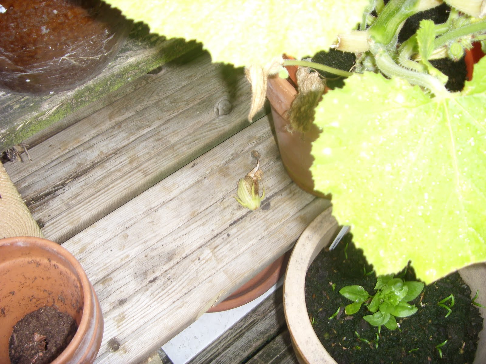 My Family and Other Vegetables Clinically depressed Courgettes and