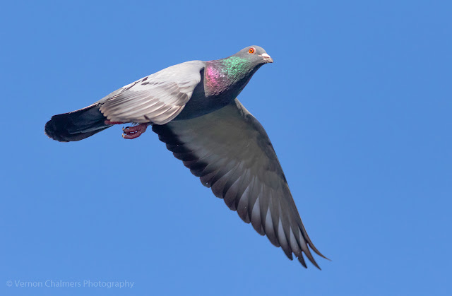 Rock pigeon in flight over the Diep River, Woodbridge Island
