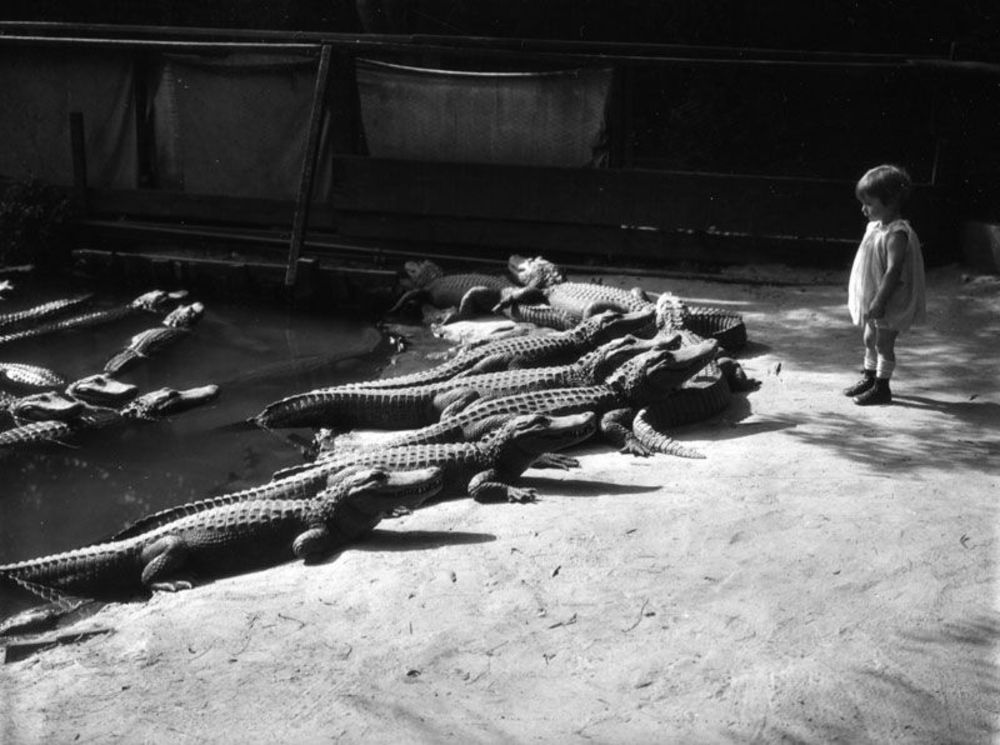 When Kids Played With Alligators in Los Angeles in the Early 20th