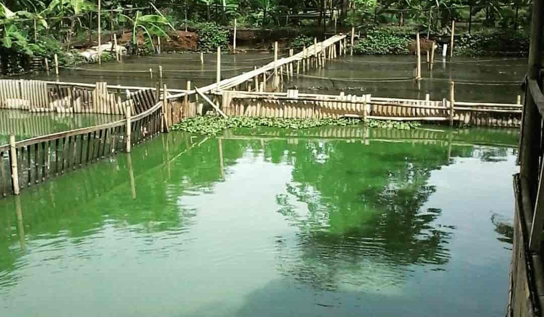 keuntungan budidaya udang air tawar kolam beton