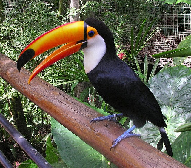 FAUNA EL TUCAN FAUNA EL TUCAN