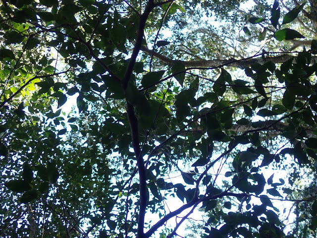 Maytenus acuminata Maytenus acuminata