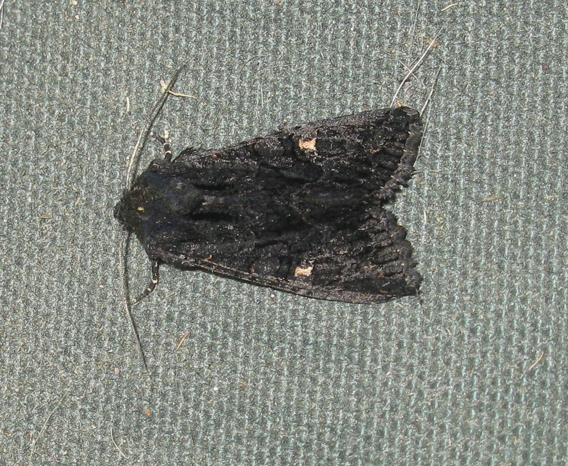 Vireya's Blog Goth Moth