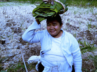 Carrying Banana Leaves On The Head In The Farm Field, Banjar Kuwum, Ringdikit, North Bali, Indonesia