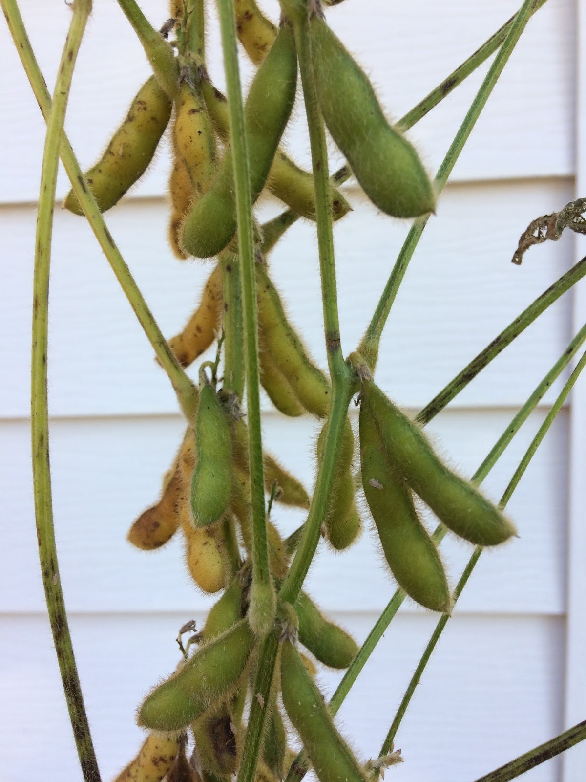Abandoned in Pasadena So this is what soybeans look like growing, and