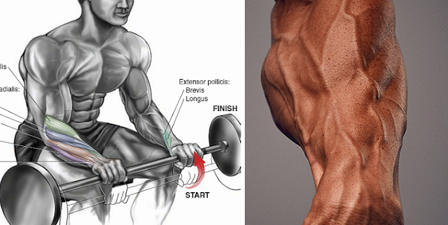 How To Build Forearm Muscle and Amazing Arms - Bodydulding