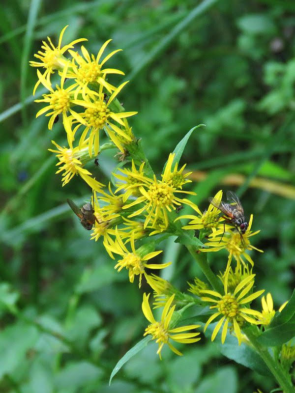 Nawłoć alpejska (Solidago alpestris Waldst. & Kit.) nawloc alpejska