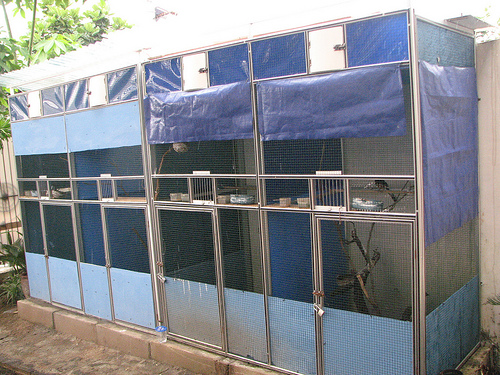 Cara Beternak Murai Batu Medan Sederhana Den Family