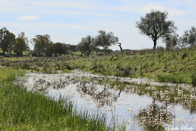 A descoberta do Alentejo Olival