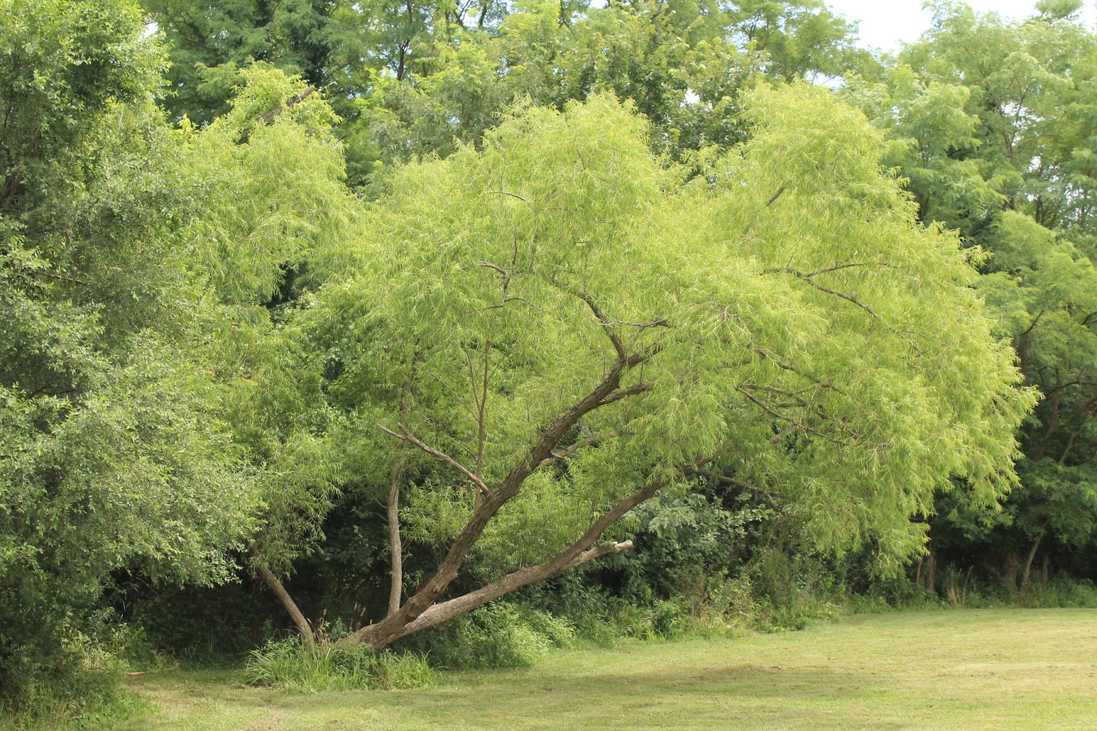Nature Devotions Black Willow