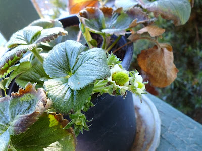 Strawberry flowers forming