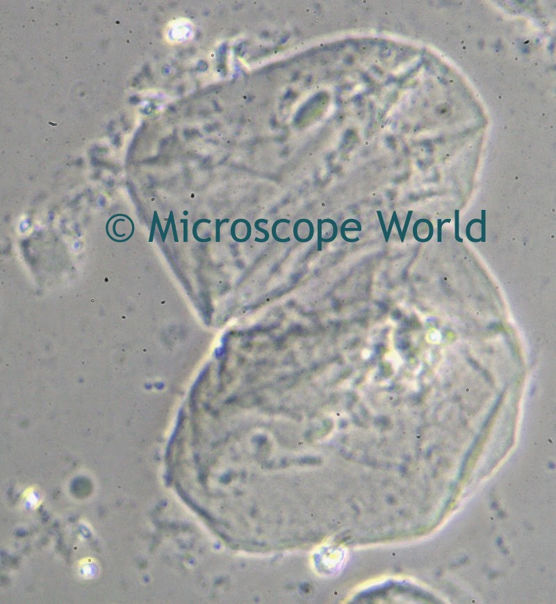microscope cheek cells 40x
