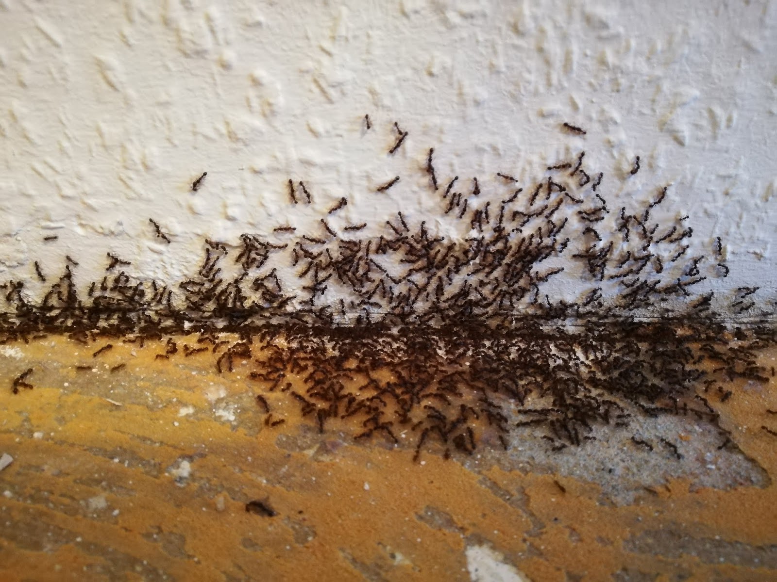 Zottellotte Ameiseninvasion