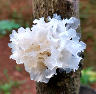 Tremella mushrooms snow fungus or beauty mushrooms