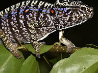 Chameleon last seen a century ago rediscovered.