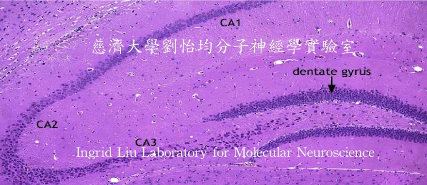 慈濟大學                劉怡均分子神經學實驗室 Ingrid Liu's Laboratory for Molecular Neuroscience at TCU, Taiwan