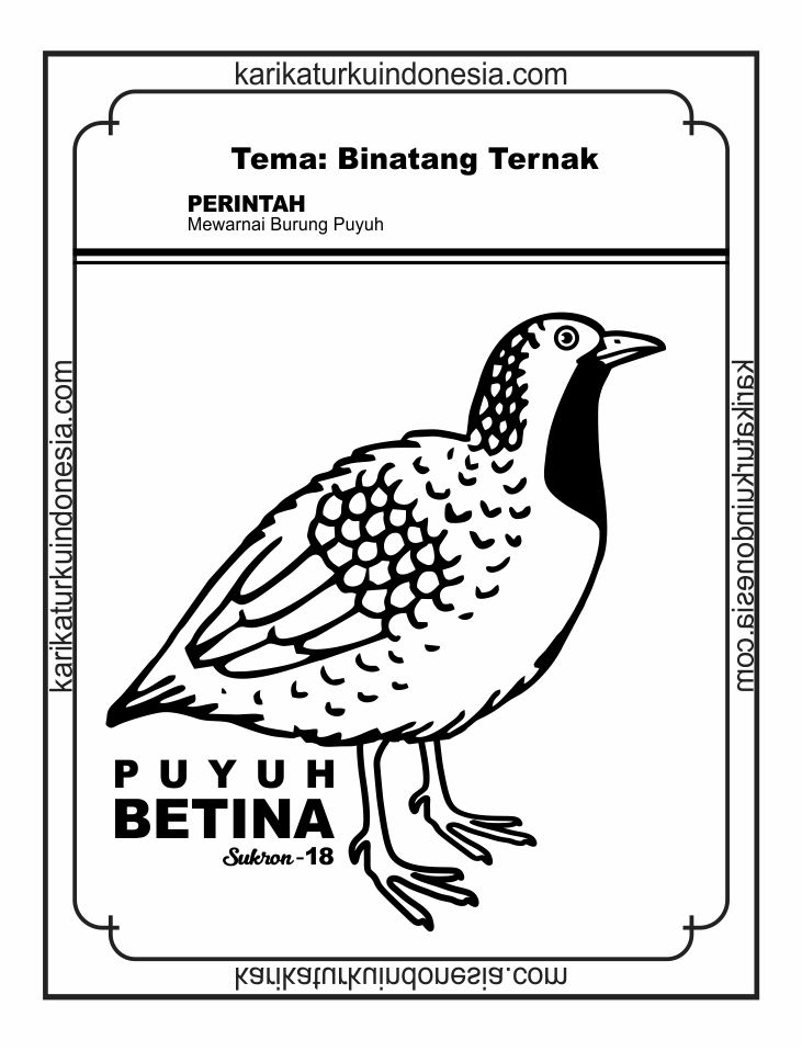 Contoh Gambar Mewarnai Gambar Burung Puyuh - KataUcap