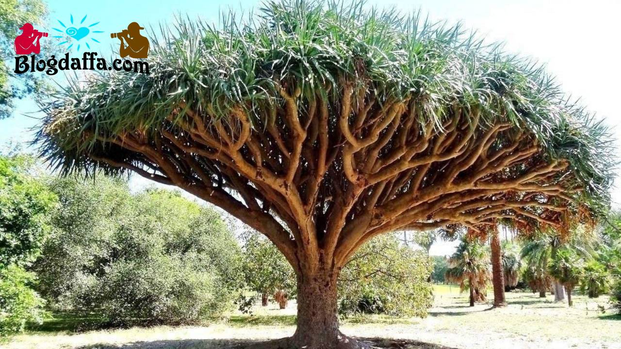 dracaena draco dracaena draco