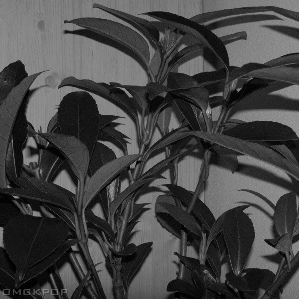 playbook – Abandoned Umbrella – Single