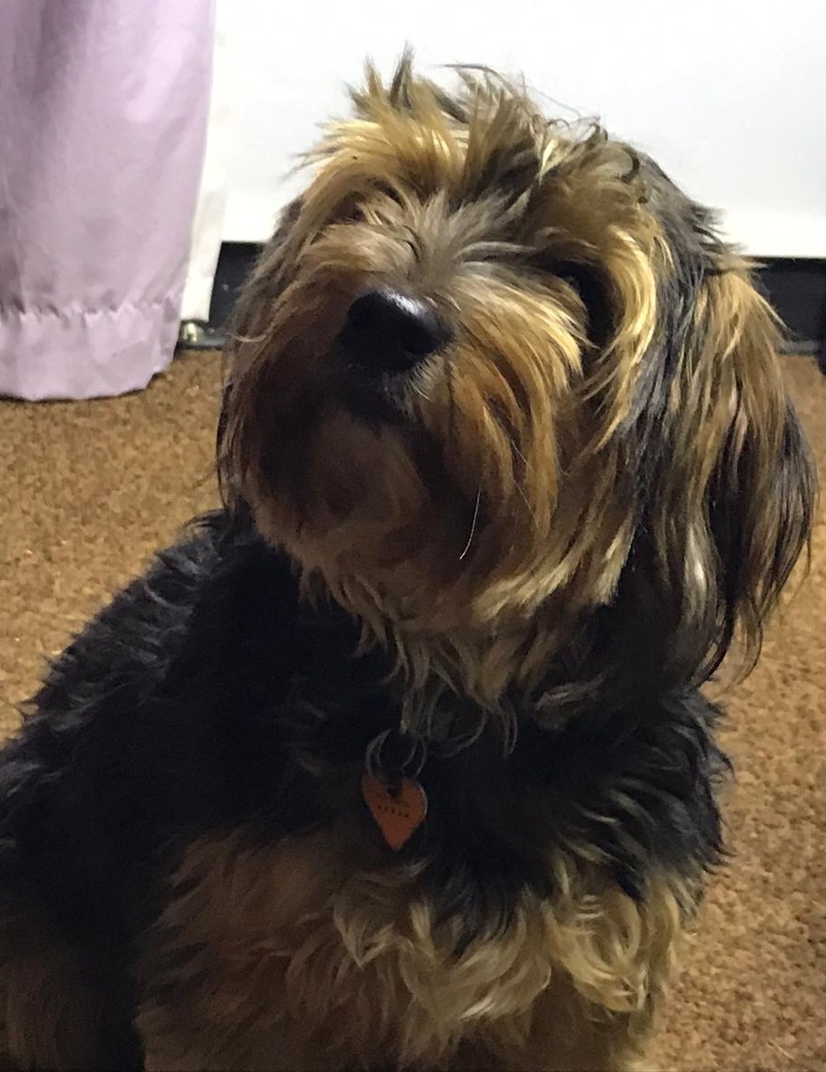 Already adopted 507 KwaZuluNatal, Durban Popcorn playful loving