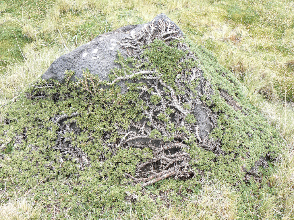 Argentina nativa Cubrepiedra (Ochetophila nana)