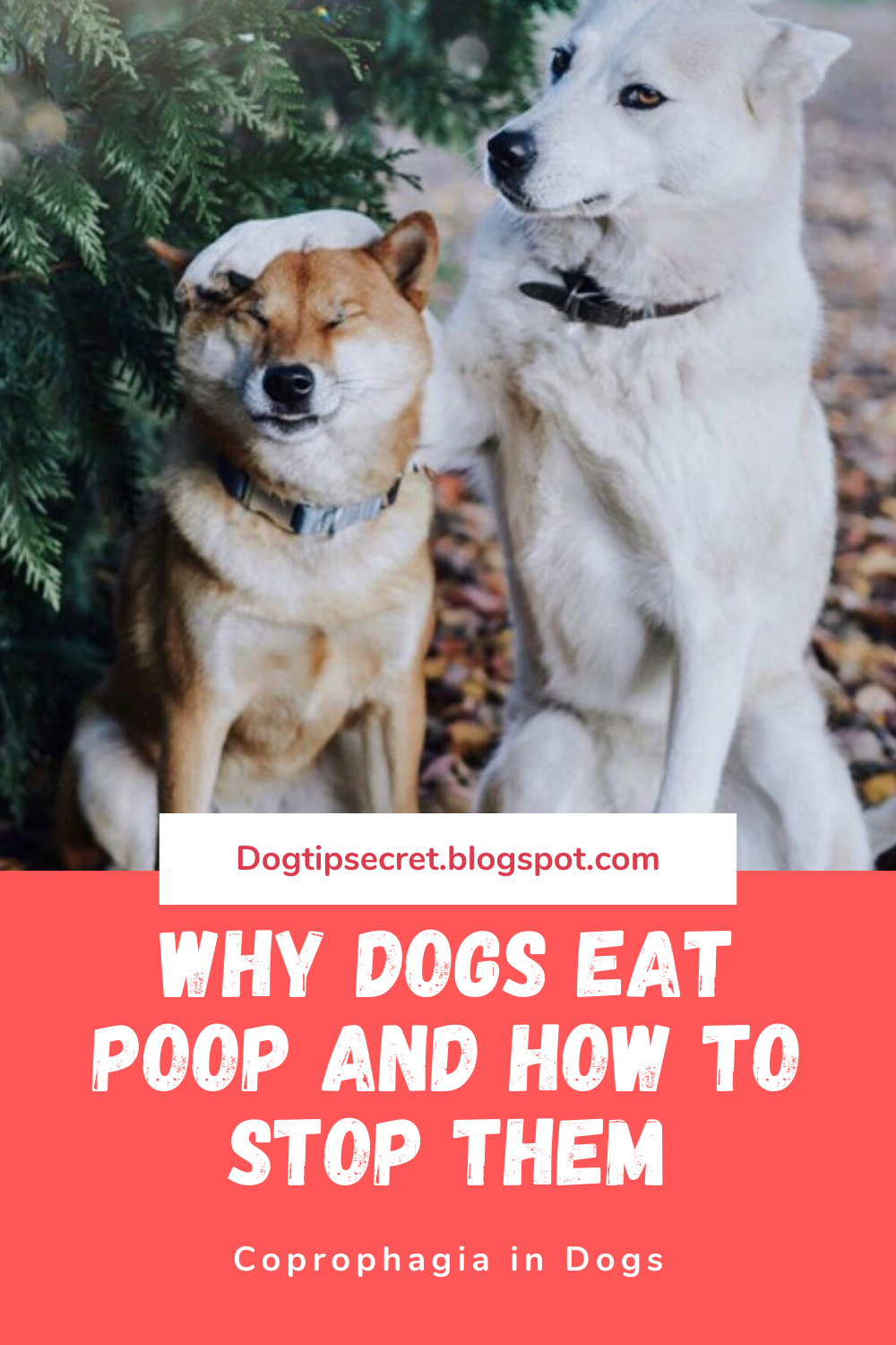 Why Dogs Eat Poop and How to Stop Them Dog Tips Secret Dog Tips Secret
