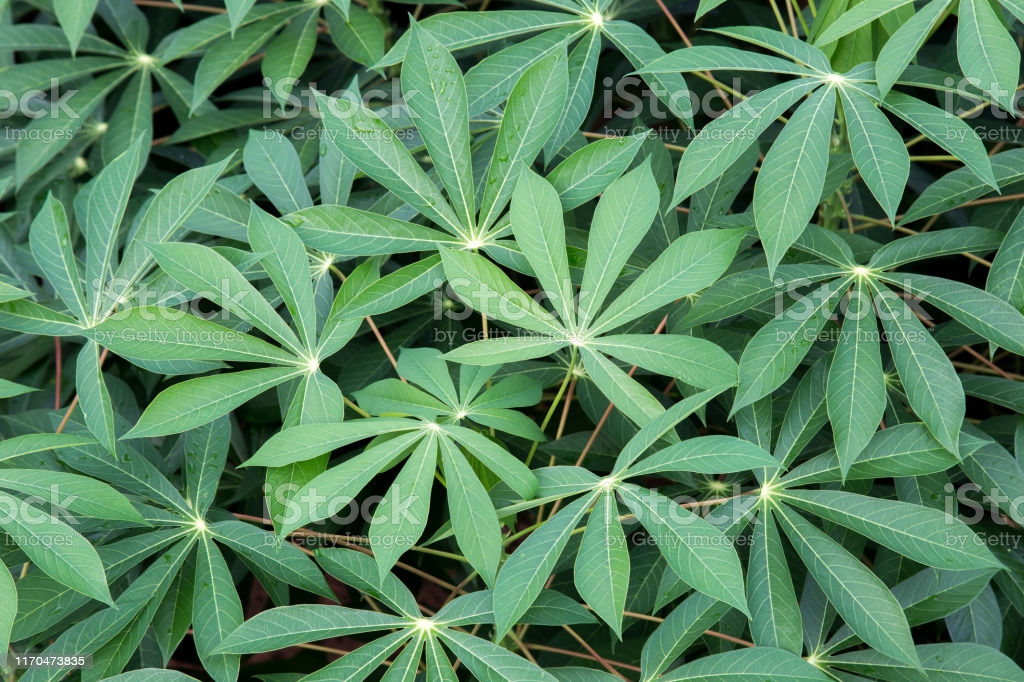 Health Benefits Of Cassava Leaves You Didn’t Know
