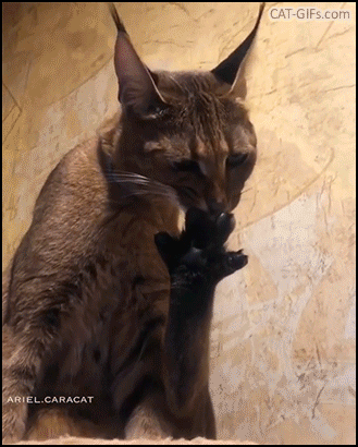 Amazing Cat GIF • Big cat triming her back nails with her teeth. Her paw looks like a flower Amazing Cat GIF • Big cat triming her back nails with her teeth. Her paw looks like a flower
