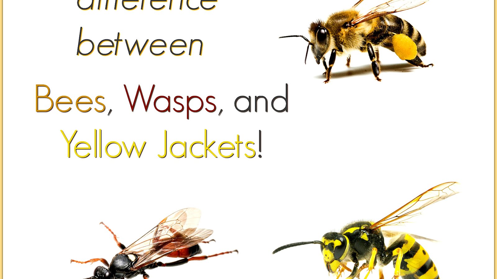 Wasp Yellow Jacket Sting - Yellow Choices