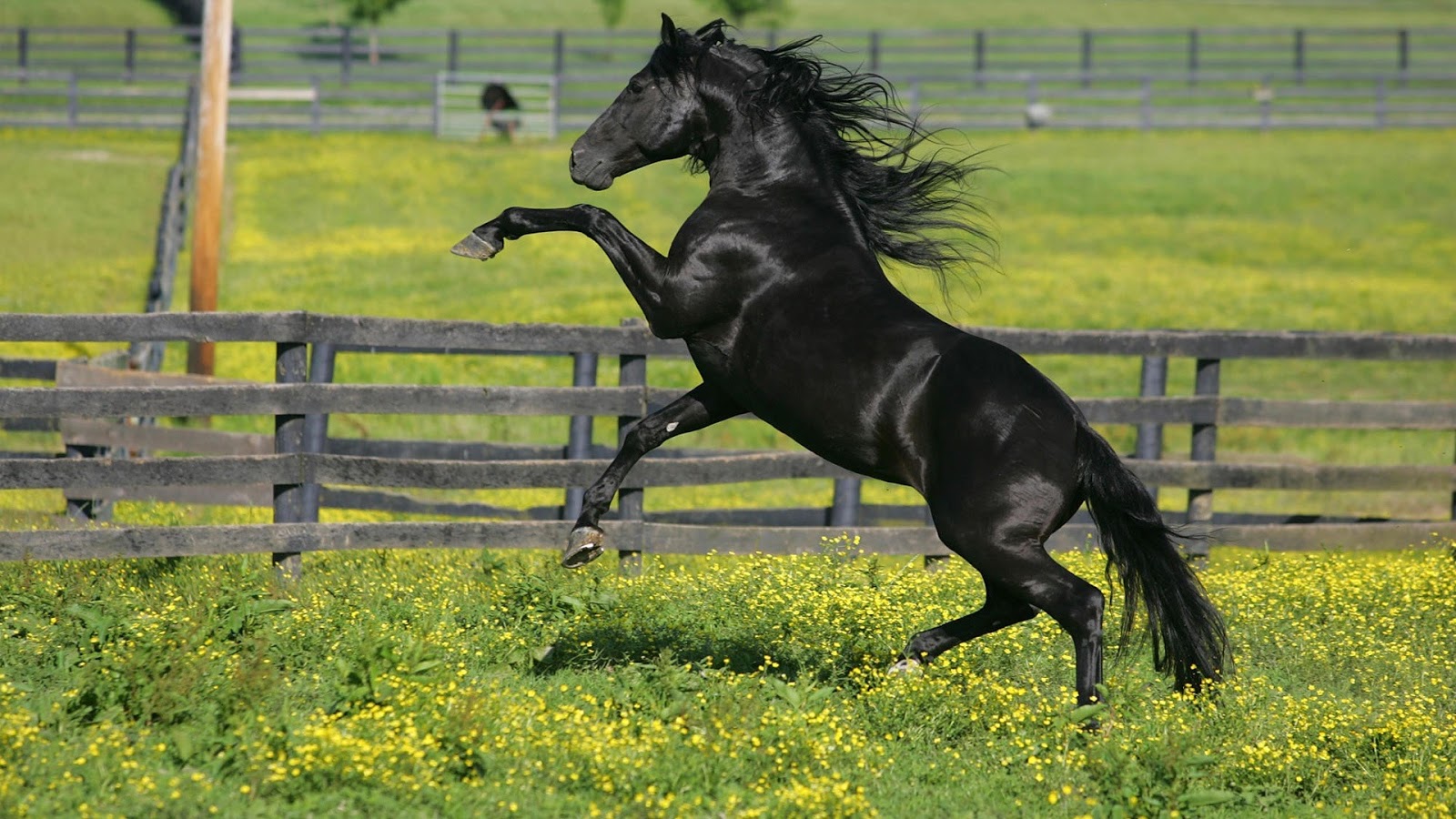 Cavalos Negros