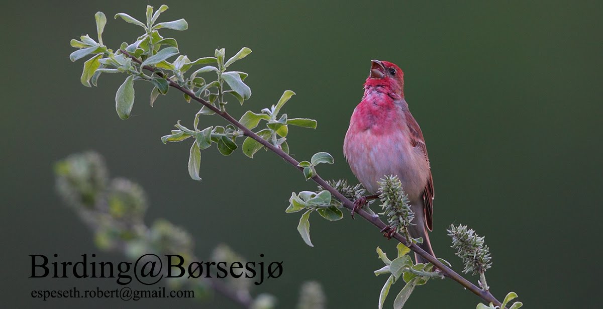 Birding@Børsesjø