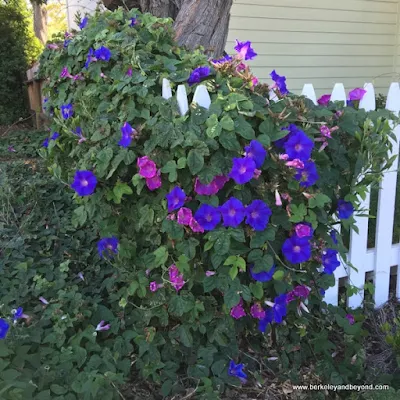 purple morning glory in Benicia, California