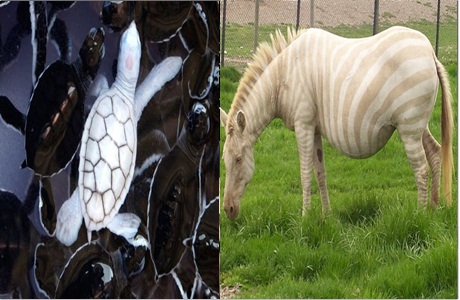 Hewan Albino Yang Mungkin Belum Pernah Kamu Lihat Inikece