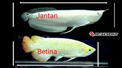 Cek Disini 6 Cara Membedakan Ikan Arwana Jantan Dan Betina Jejaksemut Cek Disini 6 Cara Membedakan Ikan Arwana Jantan Dan Betina Jejaksemut