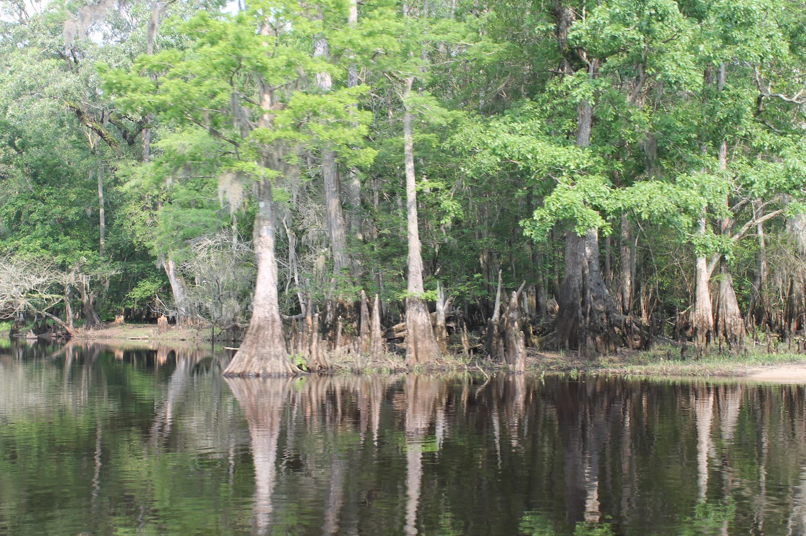 Pete Rogers Outdoors Floating The Lumber River in South Carolina