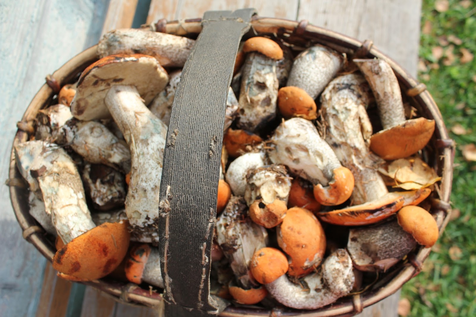 В ванной растут грибы что делать