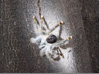 Huge black hairy spider
