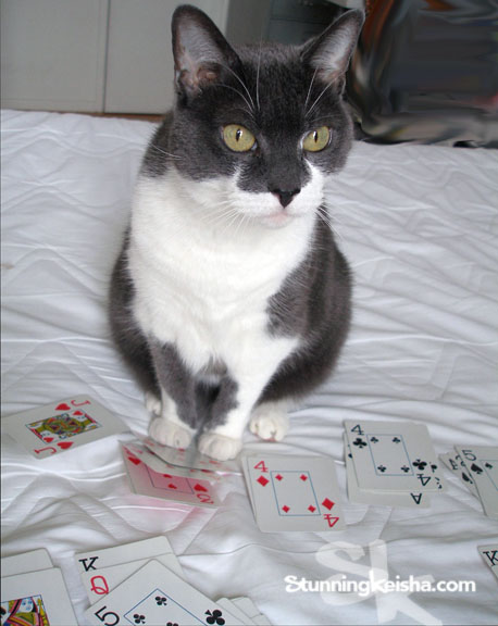 Cats and the Value of Solitaire