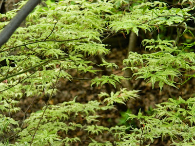 Ukigumo Japanese Maple Acer palmatum  spring foliage by garden muses-not another Toronto gardening blog