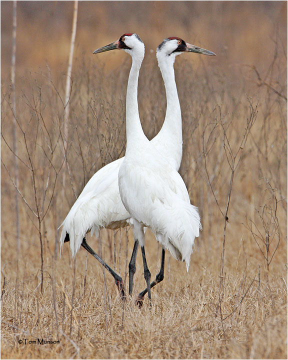 Siri's World Presents The Dissenting Opinion Whooping Cranes Winter In