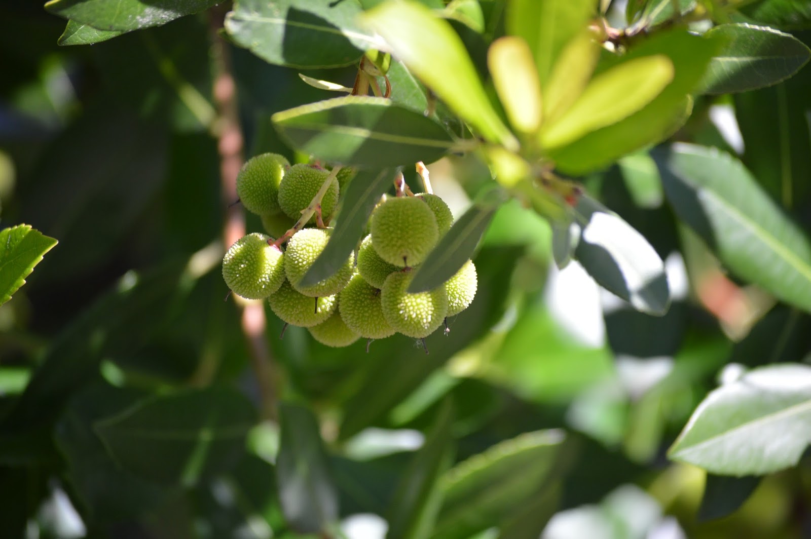 Annabanana The Oregon Garden