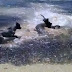 Vídeo inusitado mostra cães brincando com tubarões em praia; assista
