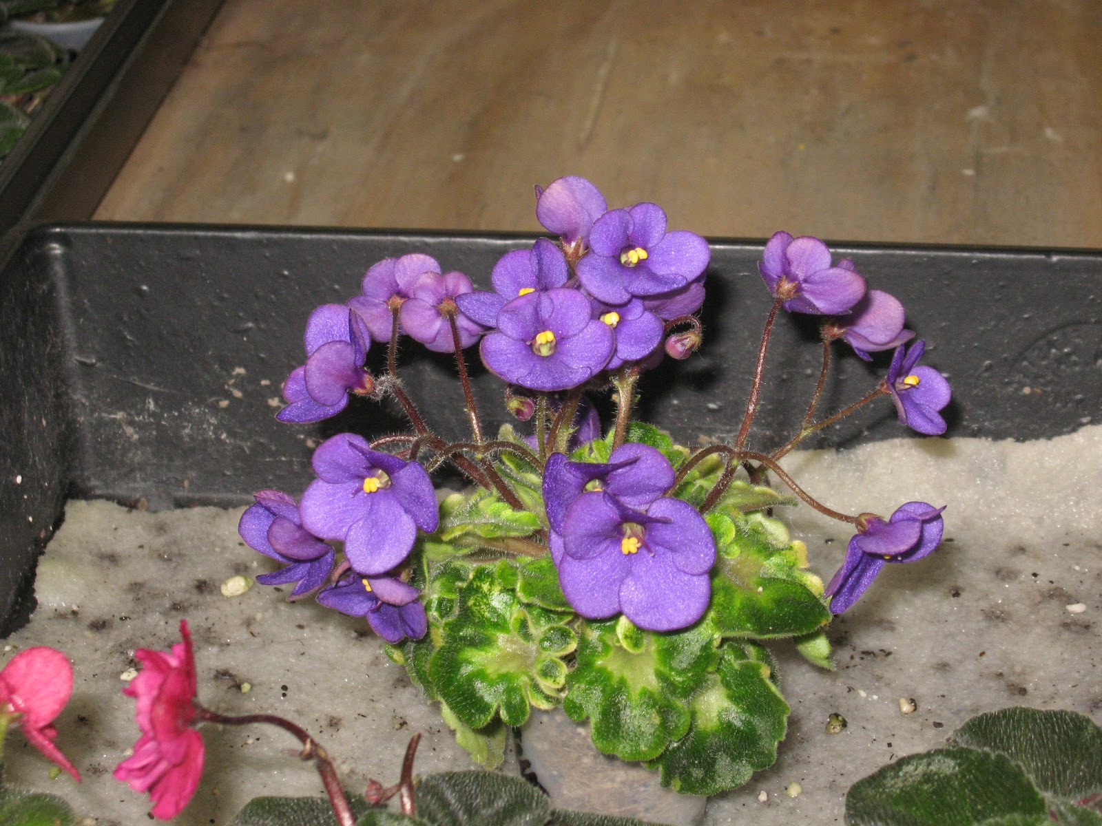 Shanti's African violets Featured violet Painted Silk