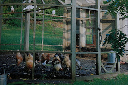 chicken bunny coop chickens williams country backyard vignette garden vegetable raised pavilion bucket pagoda someday though ultimate ll coops bed