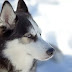 Fulfillment of dogs: a beautiful story of fulfillment of dogs Fulfillment of dogs: a beautiful story of fulfillment of dogs