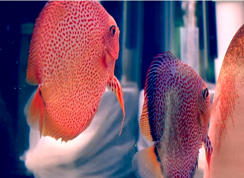 100 Discus Classification according to color and line | king fish