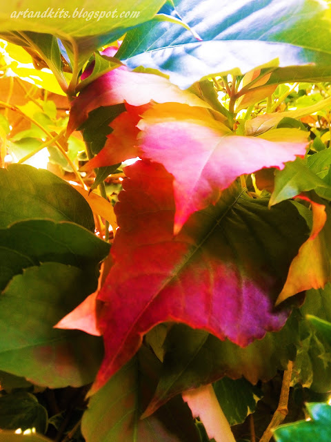 Outono... / Autumn... Subtilmente... aqui e ali... já se sente... E já se ouve, o que ele tem para nos dizer... "Só as mudanças, te obrigam a crescer..." / Subtly... here and there... you already feel it... And you already may hear, what does it has to say... "Only the changes force you to grow..."